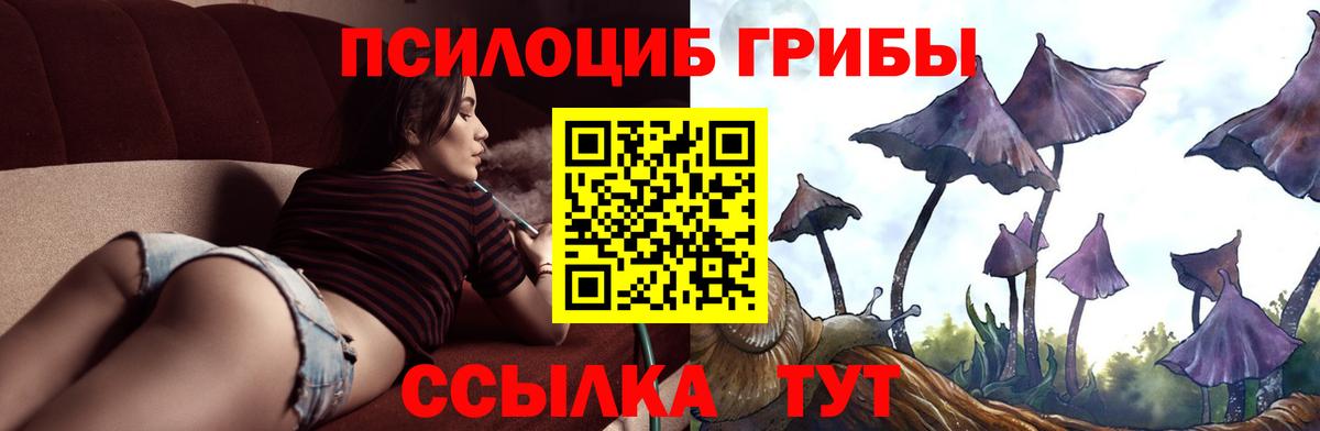 Галлюциногенные грибы Psilocybine cubensis Шадринск